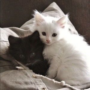 Meet your Posher, Savannah